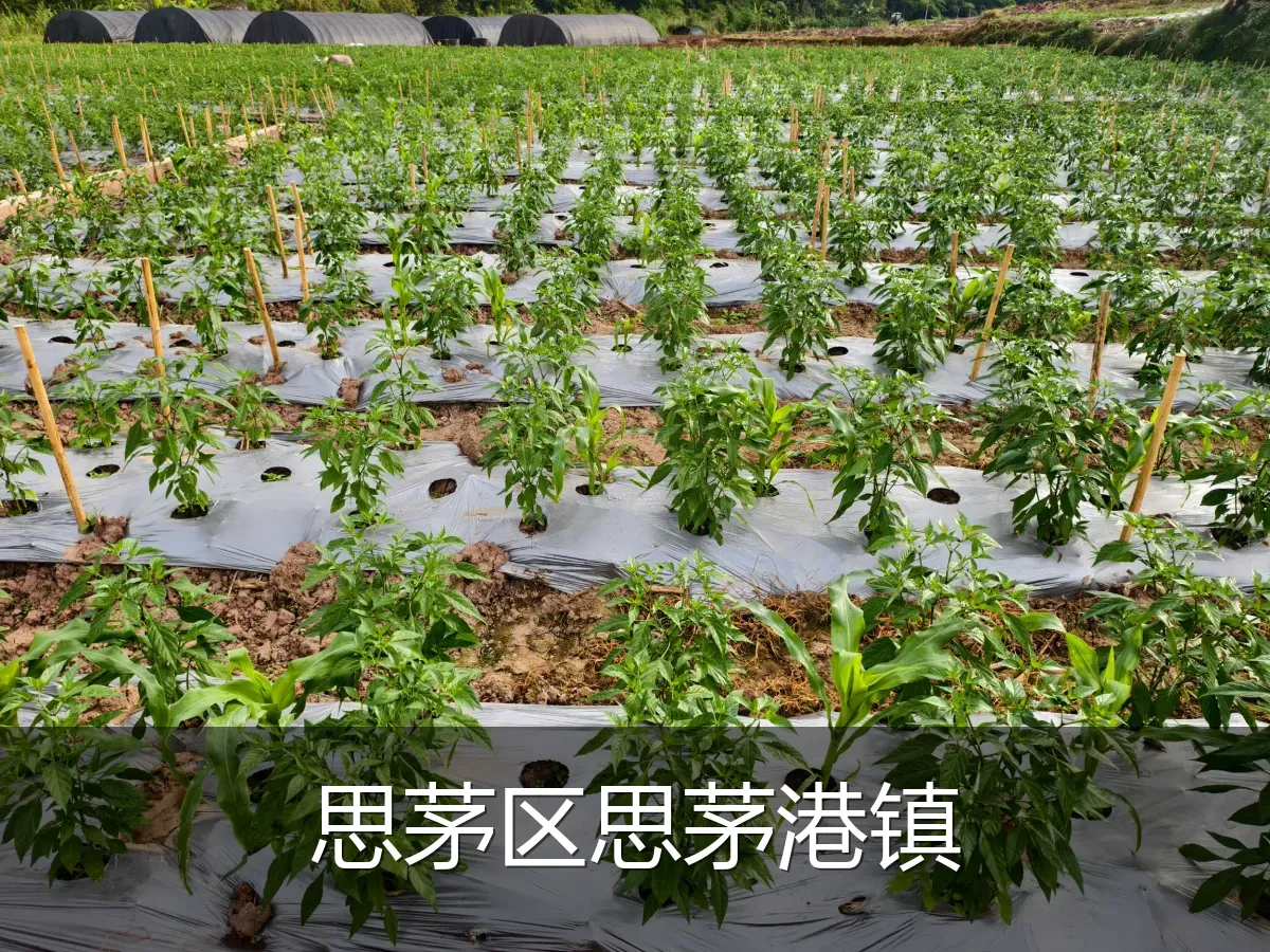 思茅区思茅港镇