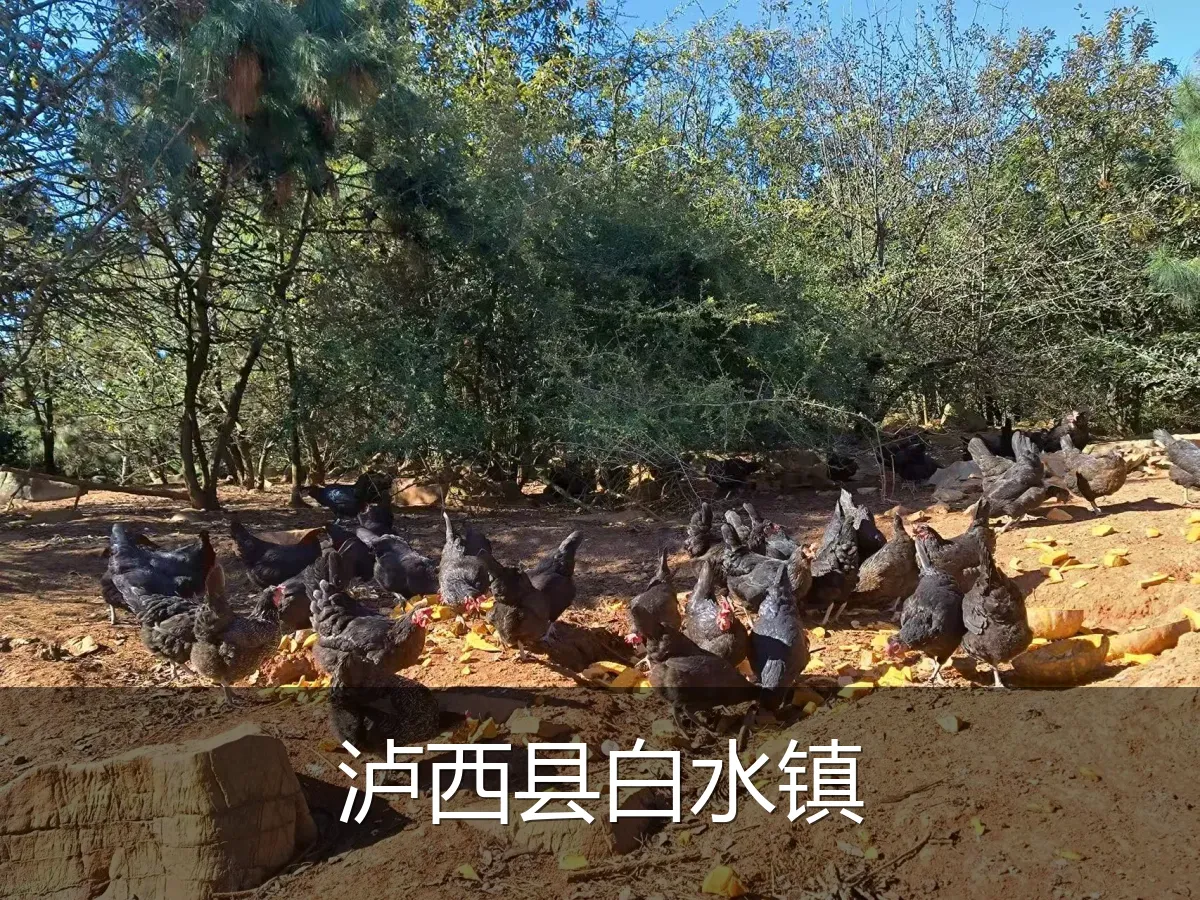 泸西县白水镇