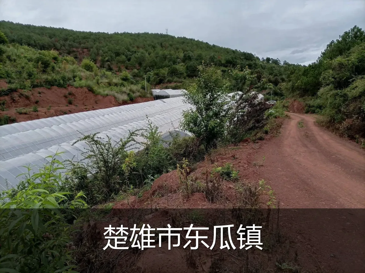 楚雄市东瓜镇