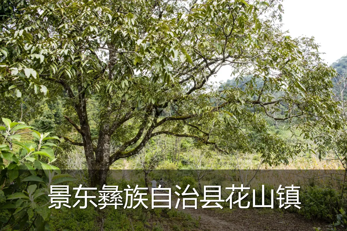 景东彝族自治县花山镇