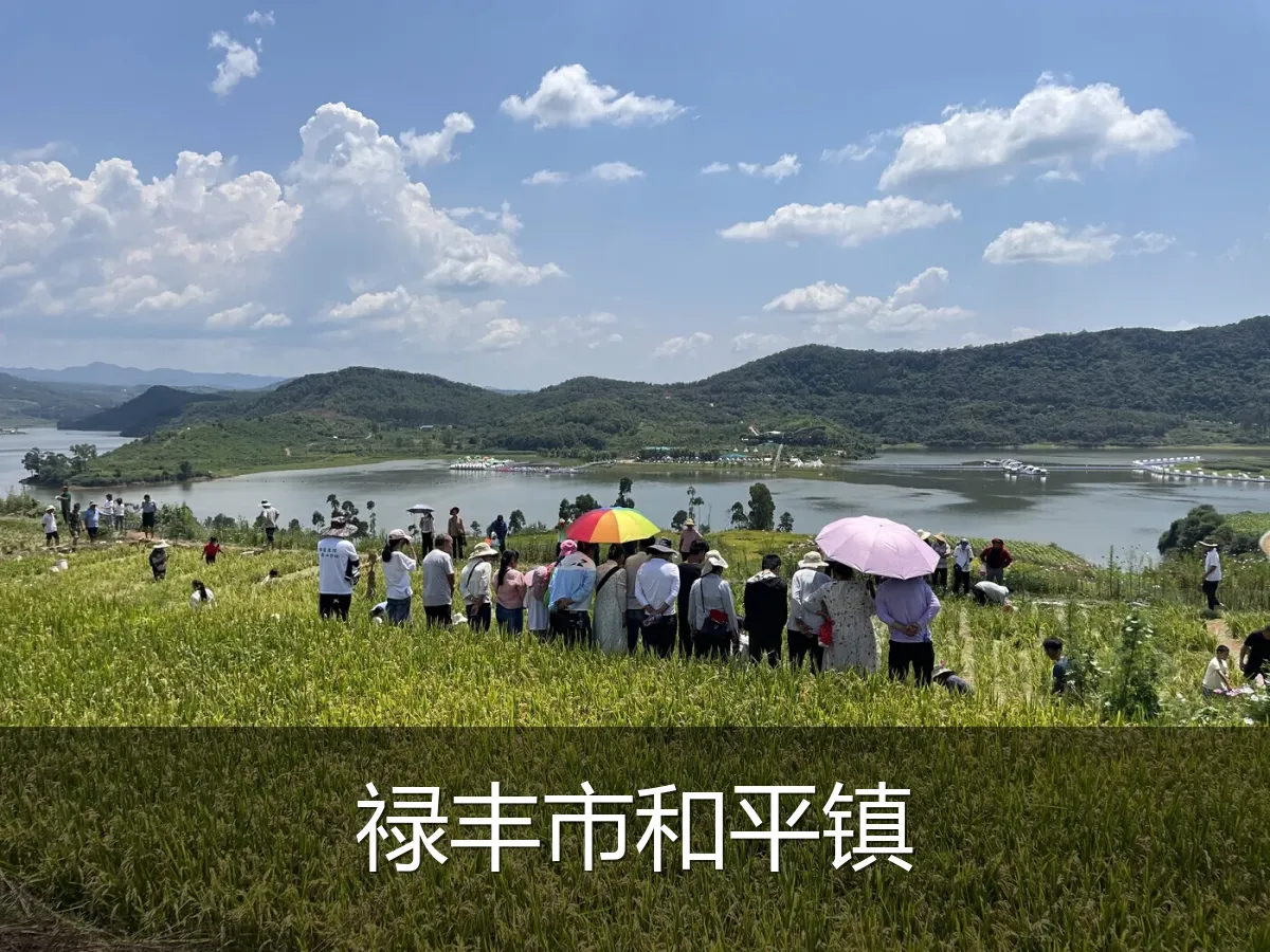 禄丰市和平镇