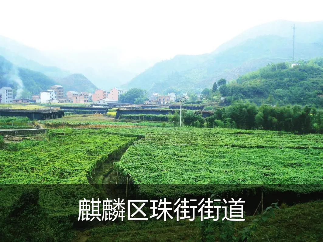 麒麟区珠街街道